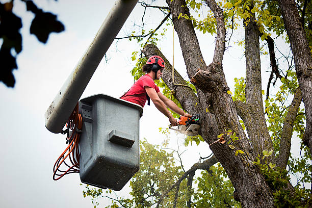 How Our Tree Care Process Works  in Shell Lake, WI